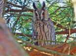 Long-eared owls have characteristic 'ear-tufts' - Stefan Johansson